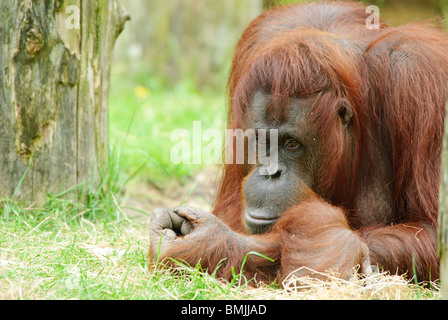 niedliche Orang-Utan auf dem Rasen Stockfoto