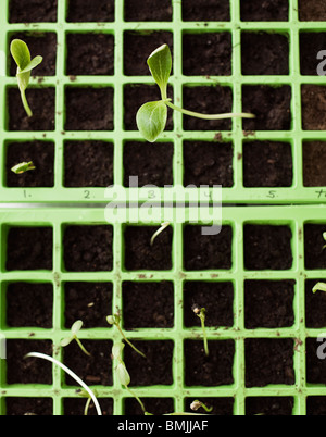 Skandinavien, Schweden, Stockholm, Kürbis und Zucchini Sprossen, close-up Stockfoto