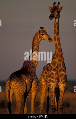 Afrika, Botswana, Chobe National Park, junge Giraffe (Giraffa Plancius) durch die Mutter in der Nähe von Chobe Fluss bei Sonnenuntergang Stockfoto