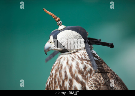 Ein Gerfalke - Hybrid Sakerfalken in Gefangenschaft in Lincolnshire, England Stockfoto