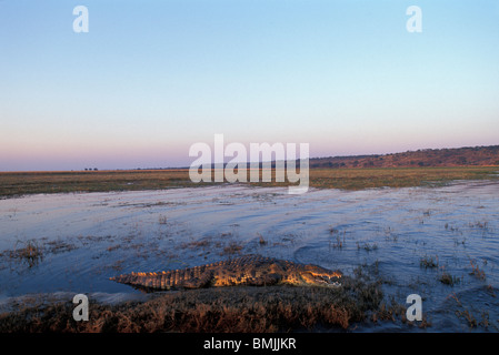 Botswana, Chobe National Park, Nil-Krokodil (Crocodylus Niloticus) liegt am Ufer des Chobe Flusses bei Sonnenuntergang Stockfoto