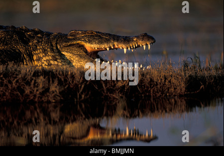 Botswana, Chobe National Park, Nil-Krokodil (Crocodylus Niloticus) liegt an den Ufern des Chobe Fluss bei Sonnenuntergang Stockfoto