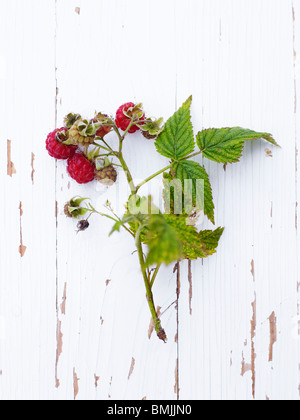 Scandinavia, Sweden, Twig of raspberry on wooden background, close-up Stockfoto
