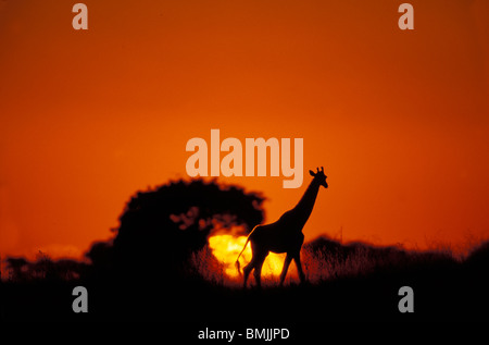 Afrika, Botswana, Chobe-Nationalpark, Giraffe (Giraffa Plancius) geht vorbei an untergehende Sonne Ufer des Chobe Flusses Stockfoto