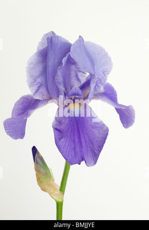 Bärtige blaue Iris Stockfoto