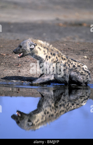 Botswana, Chobe National Park, Spotted Hyänen (Crocuta Crocuta) am Wasserloch in Savuti Marsh Stockfoto