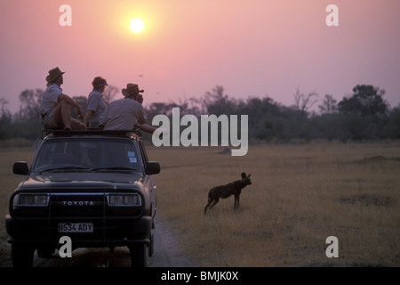 Botswana, Moremi Game Reserve, Touristen auf Safari sehen Sie Afrikanischer Wildhund (LYKAON Pictus) spielen in Trockenrasen nahe Khwai River Stockfoto