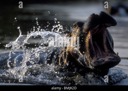 Botswana, Moremi Game Reserve, Flusspferd (Hippopotamus Amphibius) Gähnen im Pool entlang Khwai River in der Abenddämmerung Stockfoto