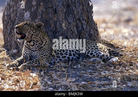 Botswana, Moremi Game Reserve, erwachsenen männlichen Leoparden (Panthera Pardus) ruht im Schatten des Baumes in der Nähe von Khwai River Stockfoto