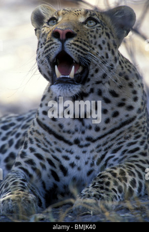Botswana, Moremi Game Reserve, erwachsenen männlichen Leoparden (Panthera Pardus) ruht im Schatten des Baumes in der Nähe von Khwai River Stockfoto