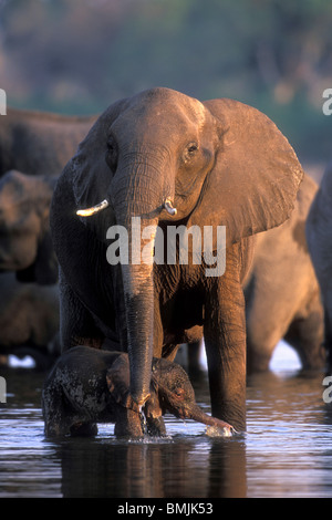 Botswana, Moremi Game Reserve, junger Elefant Kalb zu Mutters Füßen (Loxodonta Africana) im flachen Khwai River bei Sonnenuntergang Stockfoto