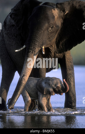 Botswana, Moremi Game Reserve, junger Elefant Kalb trinken zu Mutters Füßen (Loxodonta Africana) im Khwai River in der Abenddämmerung Stockfoto