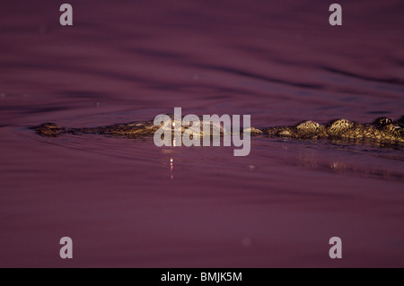 Afrika, Botswana, Moremi Game Reserve, Nil-Krokodil (Crocodylus Niloticus) schwimmt im Khwai River in der Abenddämmerung Stockfoto