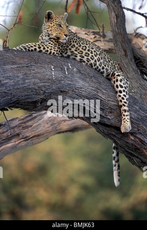 Botswana, Moremi Game Reserve, Erwachsene weibliche Leoparden (Panthera Pardus) ruht auf Ast in der Nähe von Khwai River Stockfoto