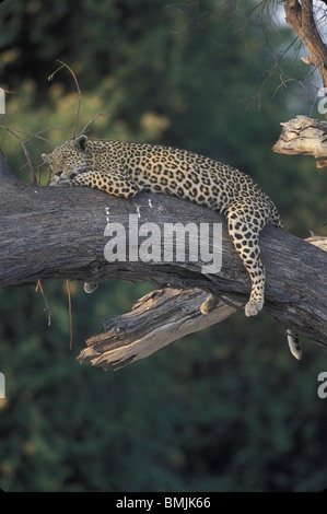 Botswana, Moremi Game Reserve, Erwachsene weibliche Leoparden (Panthera Pardus) ruht auf Ast in der Nähe von Khwai River Stockfoto