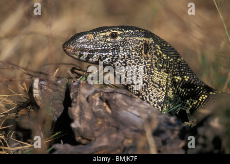 Afrika, Botswana, Chobe National Park, Nil Waran (Varanus Niloticus) liegt bewegungslos in Sonne Chobe Fluss entlang Stockfoto