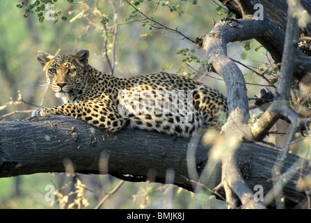 Botswana, Moremi Game Reserve, Erwachsene weibliche Leoparden (Panthera Pardus) ruht in Zweige der Mopane Wald von Khwai River Stockfoto