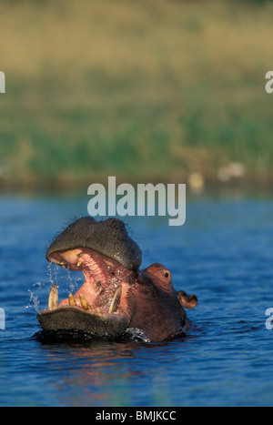 Botswana, Moremi Game Reserve, Flusspferd (Hippopotamus Amphibius) Gähnen Bedrohung anzeigen in Khwai River Stockfoto