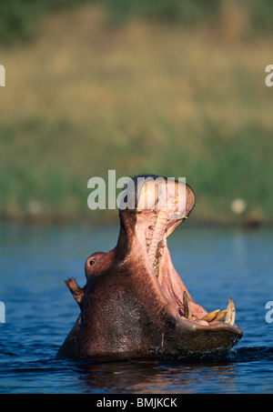 Botswana, Moremi Game Reserve, Flusspferd (Hippopotamus Amphibius) Gähnen Bedrohung anzeigen in Khwai River Stockfoto