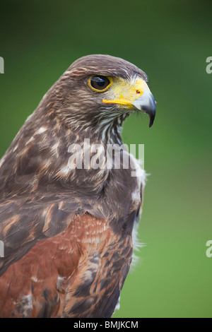 Ein Harris Hawk oder Harris Hawk (Parabuteo Unicinctus) während einer Demonstration der Falknerei in England Stockfoto