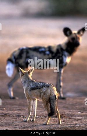 Botswana, Chobe National Park, Afrikanische Wildhunde (LYKAON Pictus) & Black-backed Jackal (Canis Mesomelas) in Savuti Marsh Stockfoto