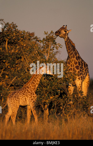 Afrika, Botswana, Chobe National Park, Erwachsener und Kind Giraffe (Giraffa Plancius) in Savuti Marsh bei Sonnenuntergang Stockfoto