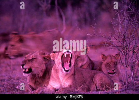 Afrika, Botswana, Chobe National Park, Löwin (Panthera Leo) fletscht die Zähne beim Gähnen mit Stolz in Savuti Marsh in der Abenddämmerung Stockfoto