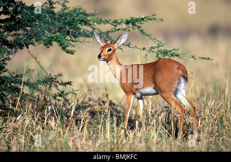 Afrika, Botswana, Chobe National Park, Steinböckchen (Raphicerus Campestris) Fütterung in Morgensonne in Savuti Marsh Stockfoto