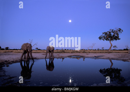 Botswana, Chobe National Park, Elefanten (Loxodonta Africana) Drink an Marabou Pan mit zunehmender Mond in der Abenddämmerung Stockfoto