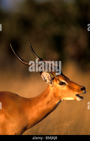 Afrika, Botswana, Chobe National Park, Impala (Aepyceros Melampus) in hohe Gräser bei Sonnenuntergang in Savuti Marsh Stockfoto