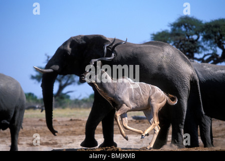 Botswana, Chobe National Park, Herde der große Kudu (Tragelaphus Strepsiceros) führen vorbei an Elefanten Herde am Wasserloch Stockfoto