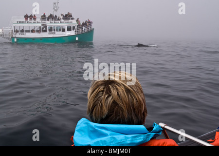 Tourist in gerade einem Buckelwal und Whale watching Boot Zodiac. Aus Bay Bulls, Neufundland, Kanada Stockfoto