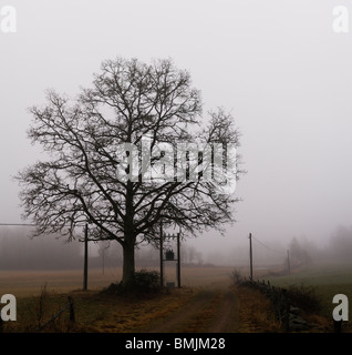 Skandinavien, Schweden, Skane, Blick auf Eiche in nebligen Landschaft Stockfoto