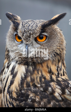 Eine europäische oder eurasische Adler-Eule (Bubo Bubo) in Gefangenschaft in Lincolnshire, England Stockfoto