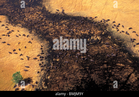 Afrika, Botswana Okavangodelta. Luftaufnahme der Kaffernbüffel Stockfoto