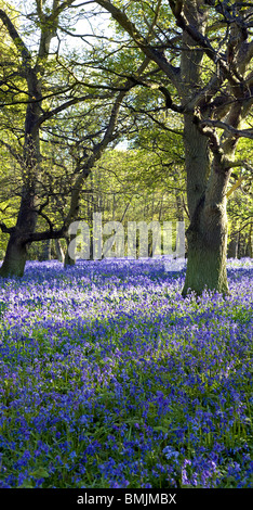 Glockenblumen in Hillhouse Wäldern, West Bergholt Stockfoto