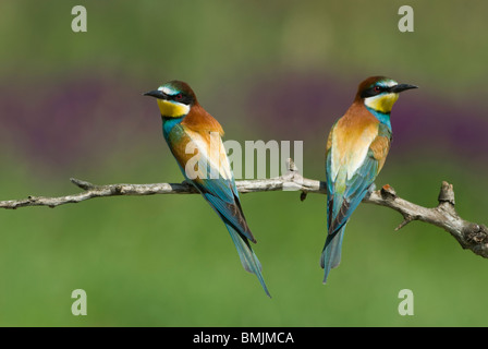 Europa, Ungarn, Blick auf europäische Bienenfresser thront auf Zweig, Nahaufnahme Stockfoto