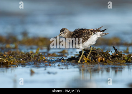 Skandinavien, Schweden, Öland, Bruchwasserläufer Vogel stehend im Wasser, Nahaufnahme Stockfoto