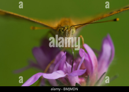 Skandinavien, Schweden, Smaland, Fritillary Schmetterling auf Blume, Nahaufnahme Stockfoto