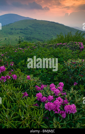 Rhododendron in einer Berglandschaft Stockfoto