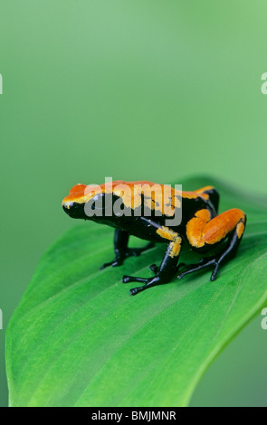 Spritzgepuffter Giftfrosch (Dendrobates galactonotus) auf einem Blatt Stockfoto