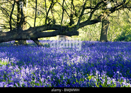 Glockenblumen in Hillhouse Wäldern, West Bergholt Stockfoto