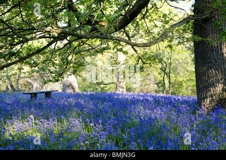 Glockenblumen in Hillhouse Wäldern, West Bergholt Stockfoto