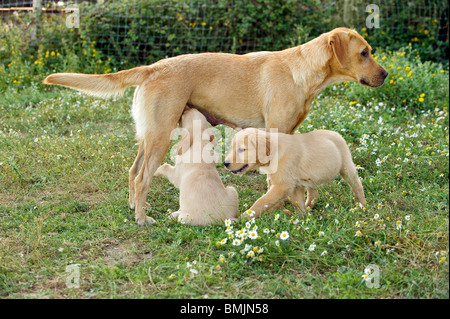 weibliche Labrador Retriever säugende Welpen - ein Welpe neben Stockfoto