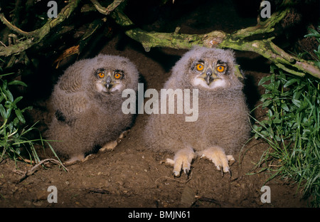 zwei junge Uhu auf einem Baumstamm / Bubo Bubo Stockfoto