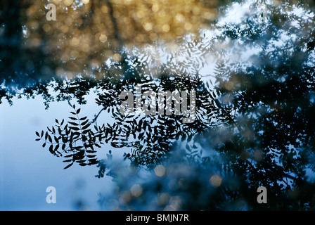 Reflexionen der Äste im Wasser Stockfoto