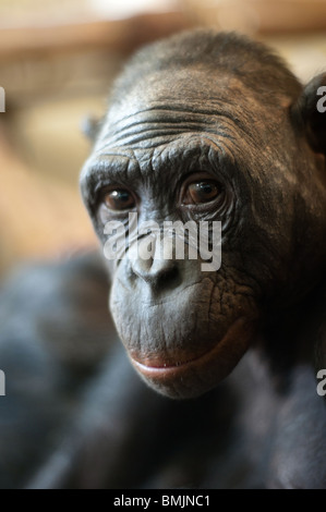 Porträt eines Bonobo-Affen (Pan Paniscus) Stockfoto