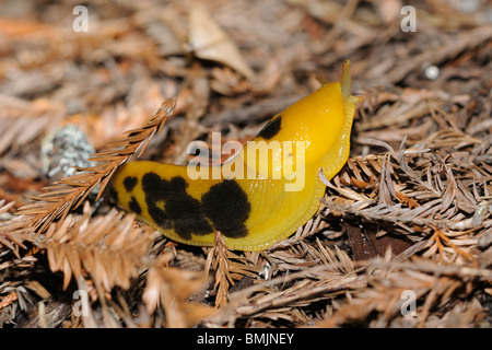 Stock Foto von einer Banane Schnecke kriecht über den Waldboden, Redwood National Park, Kalifornien. Stockfoto