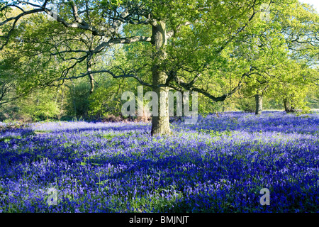 Glockenblumen in Hillhouse Wäldern, West Bergholt Stockfoto