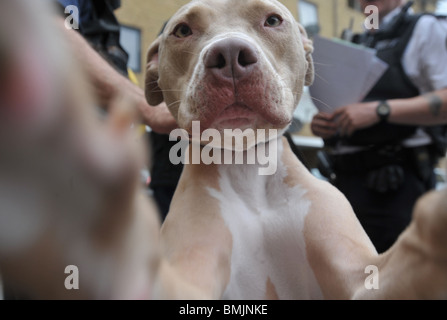 Polizei im Nordwesten von London beschlagnahmt einen Pit Bull Typ Hund Stockfoto